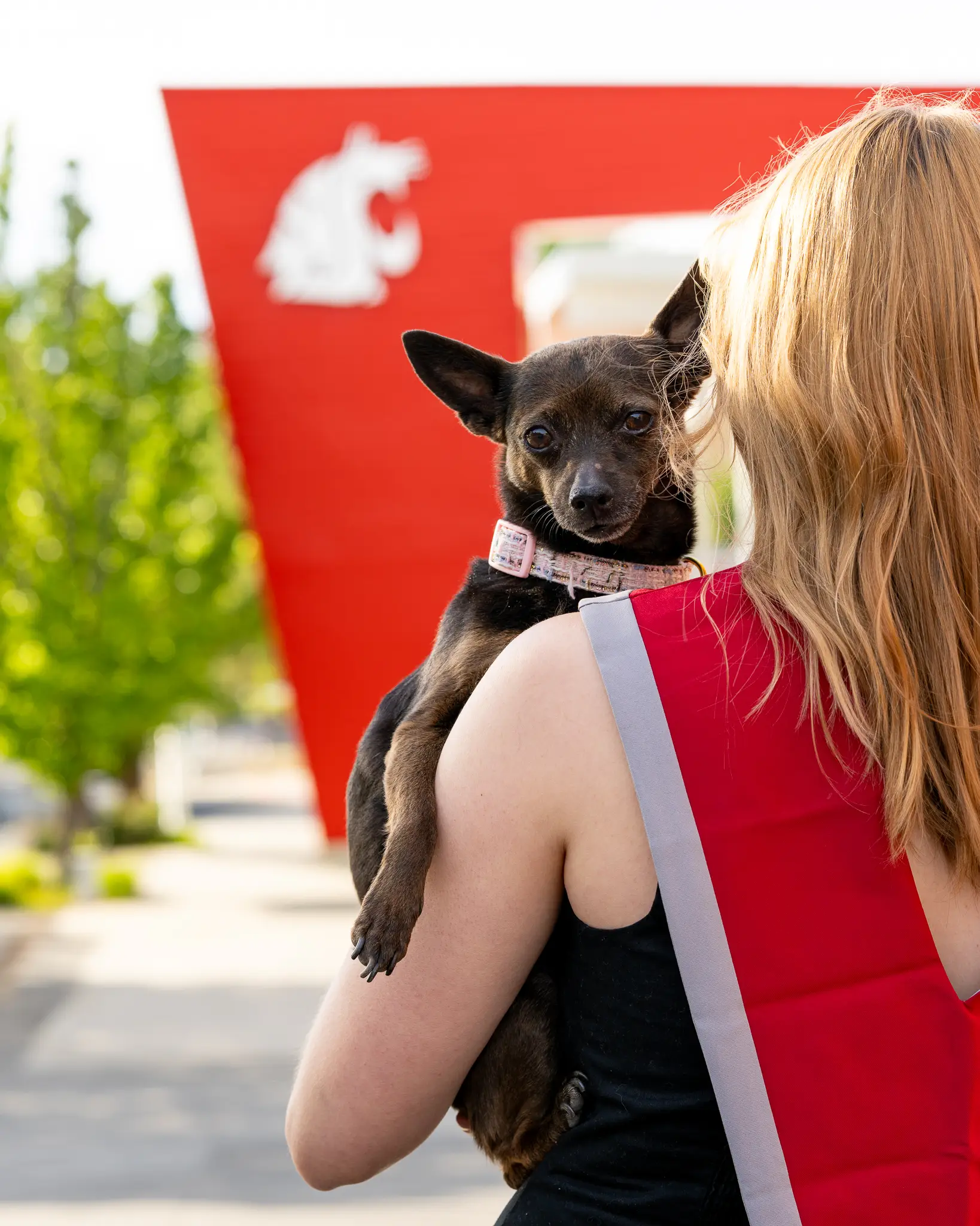 Graduate posing with their pet for graduation photos in Pullman, WA — photo 1