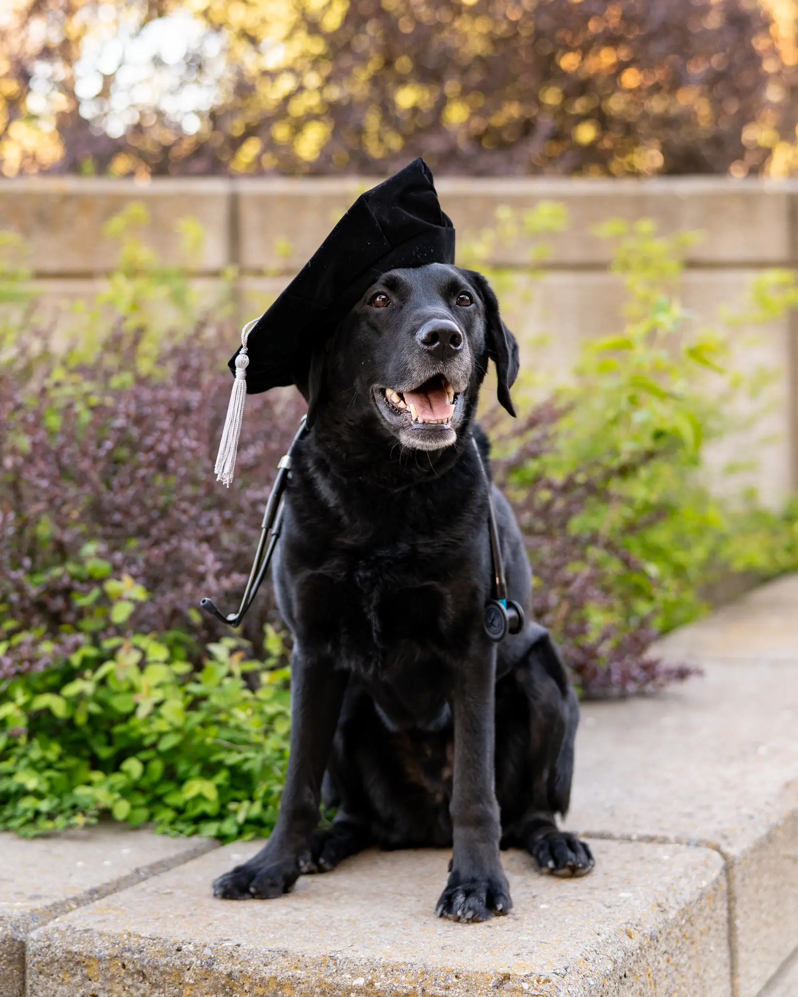 Graduate posing with their pet for graduation photos in Pullman, WA — photo 3